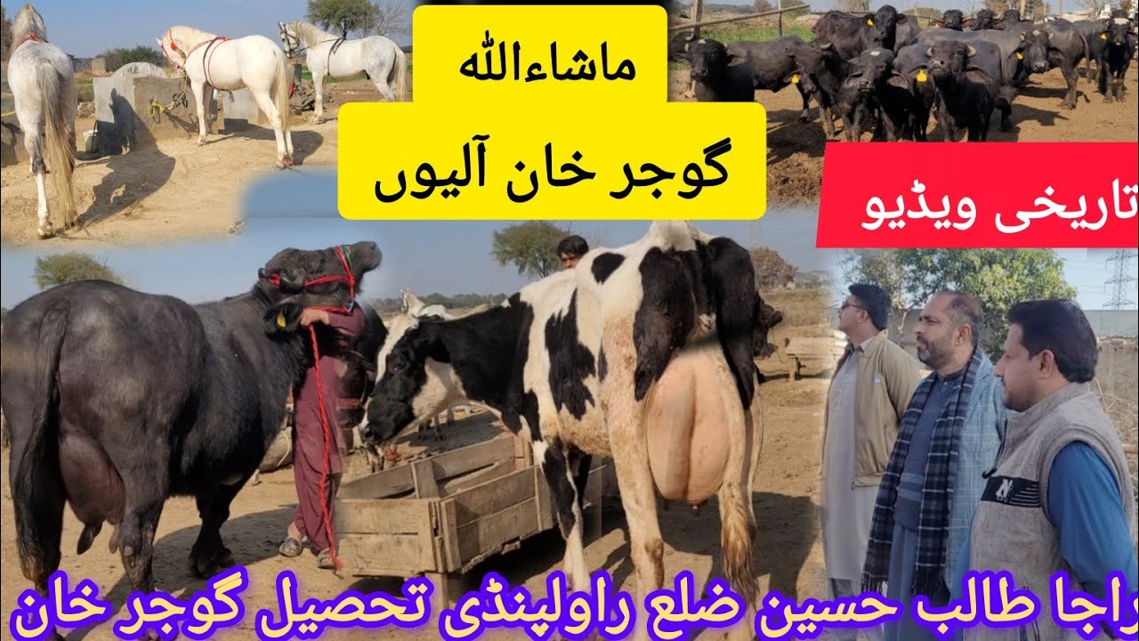ماشاءاللہ تاریخی ویڈیو راجا طالب ضلع راولپنڈی کی2 خوبصورت بھینسیں2گائےبرائےفروخت گھوڑےکٹے کٹیاں 