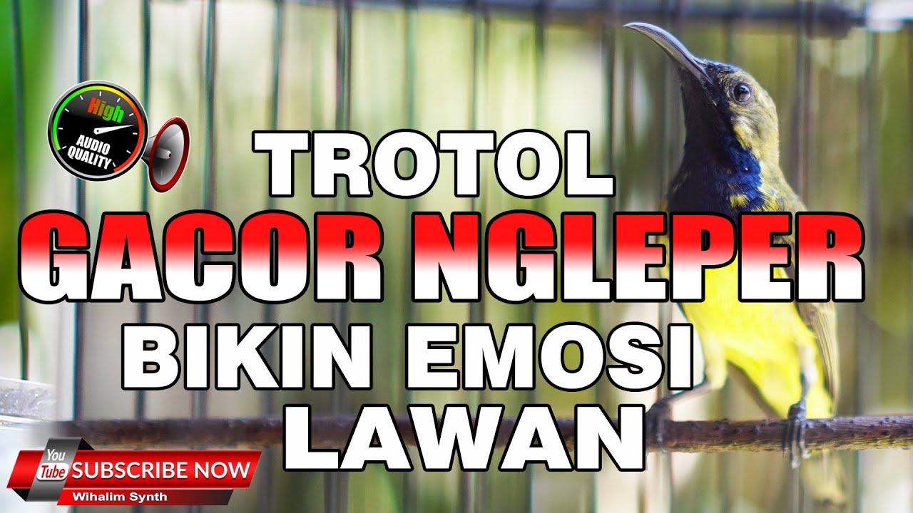 PANCINGAN SOGON TROTOL GACOR NGLEPER CUIT ISIAN KASAR BIKIN LAWAN EMOSI DAN GACOR !! PANCINGAN AMPUH