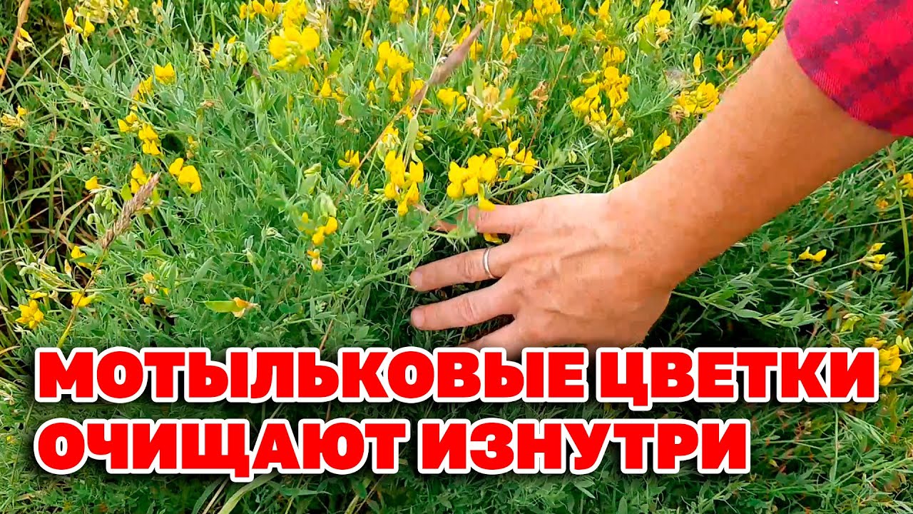 ЭТА ТРАВА НАДЕЛИНА СИЛОЙ ИСЦЕЛЕНИЯ ЧИНА ЛУГОВАЯ НАРОДНЫЕ РЕЦЕПТЫ ЗДОРОВЬЯ@natureMarusya