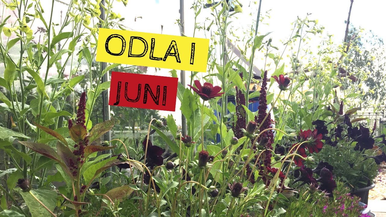 Odla i JUNI - Vad kan jag skörda av i trädgården i juni månad?