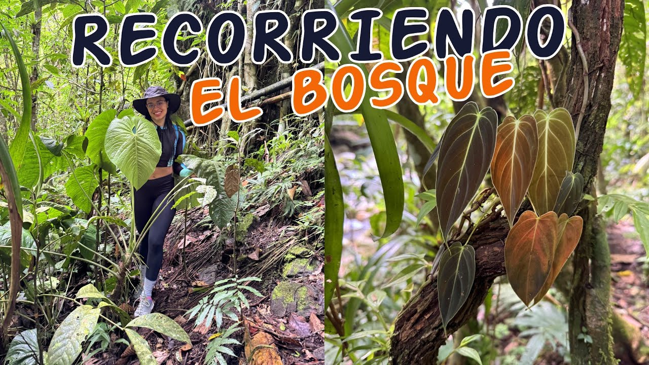 Vamos a un bosque húmedo tropical en busca del Philodendron melanochrysum 😍 lo encontramos │Candy Bu