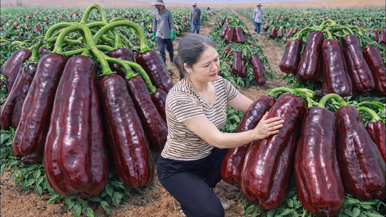 Harvesting Giant Chocolate Bell Peppers in Desert To Sell | Color Determines Price
