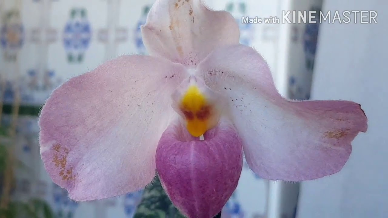 Цветение орхидей paph. Ho Chi Minh , slc Love Castle