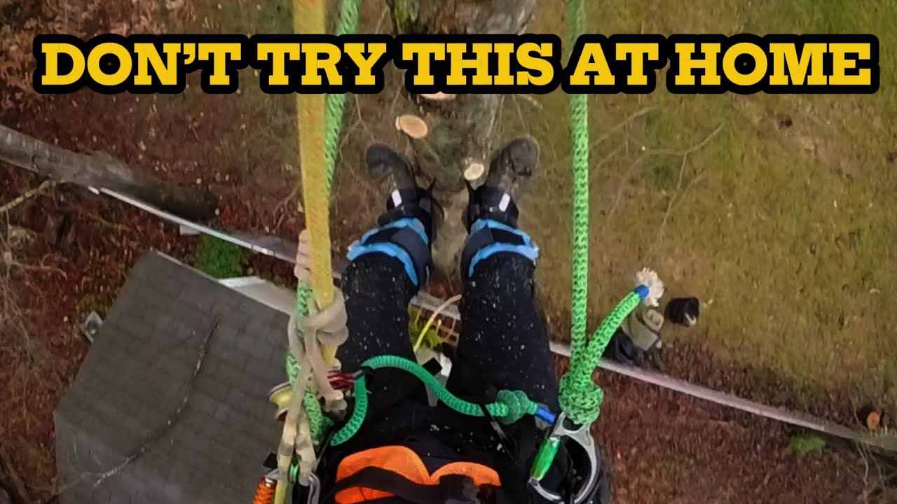 Tree Removal Done SOLO!