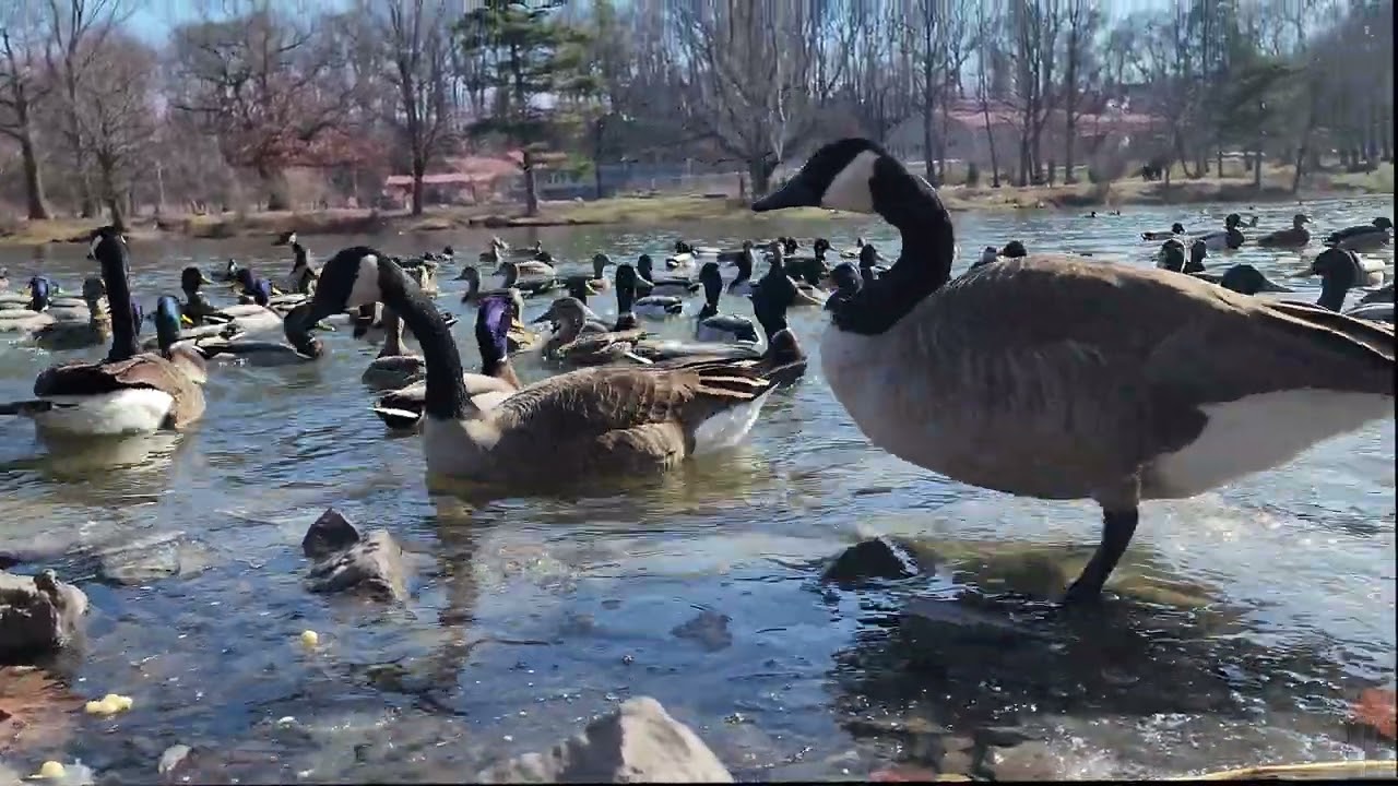 🦢 🦆 🪿 Feeding Mallard Ducks, Swans and Geese Close Up On The Water #usa #wildlife #nature #4kuhd