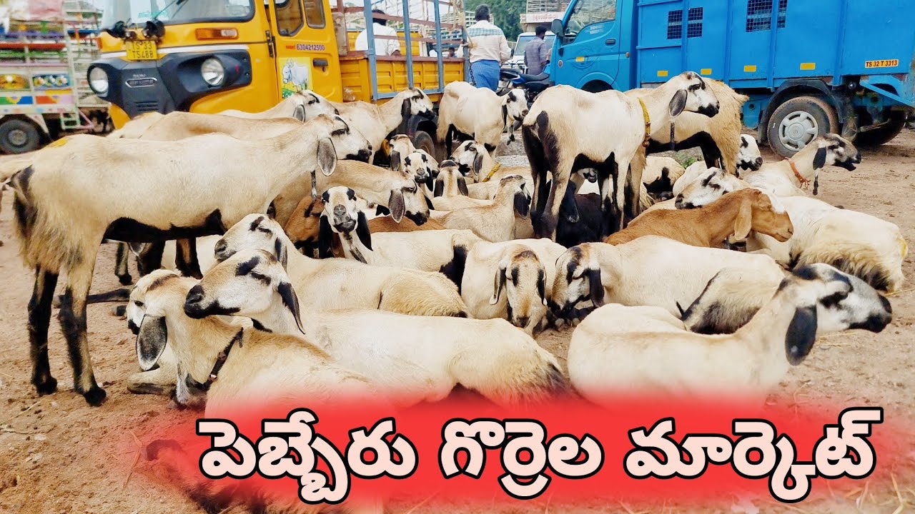 indian sheeps market latest-pebbair sheep bazar-biggest nellore jodipi sheep market🐑🐑🐑🐑-Exotic goats