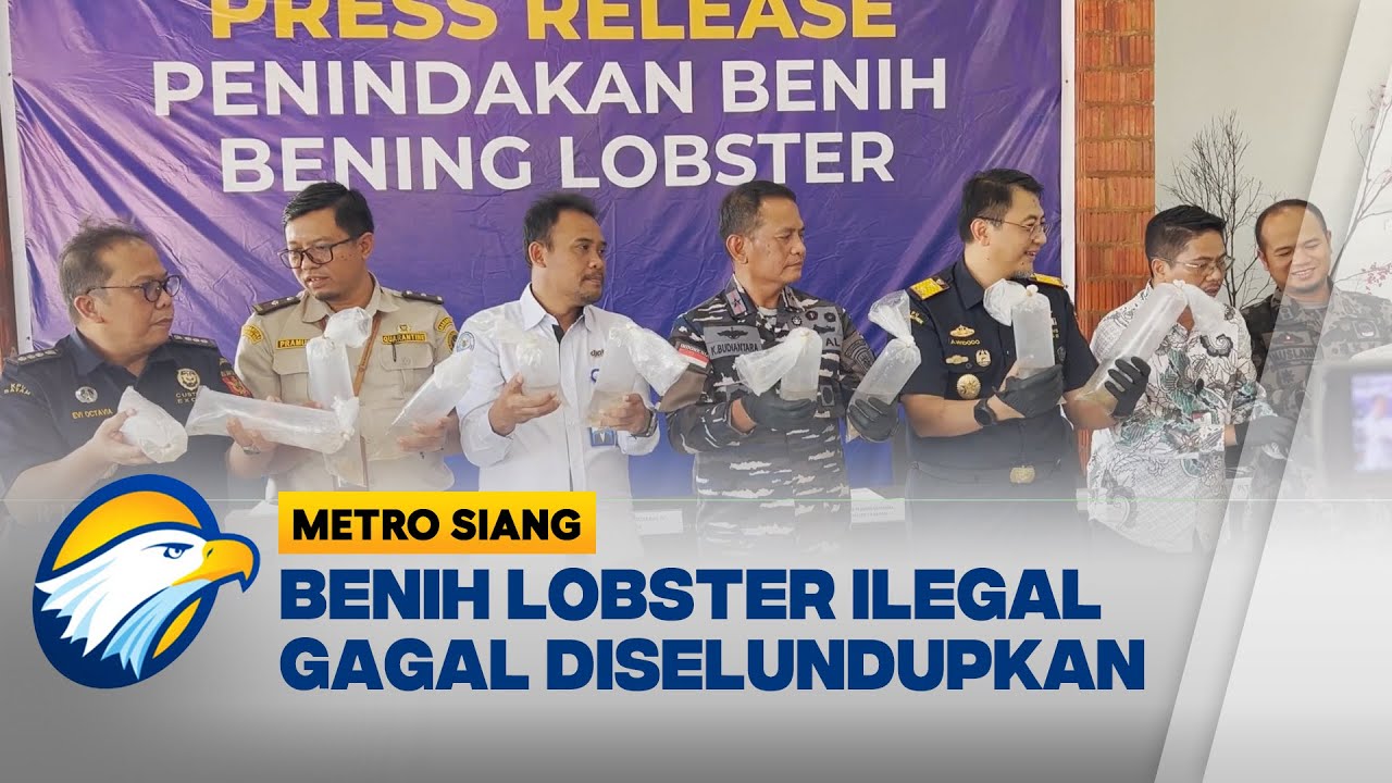 Bea Cukai Gagalkan Penyelundupan Benih Lobster di Batam - [BERANTAS]