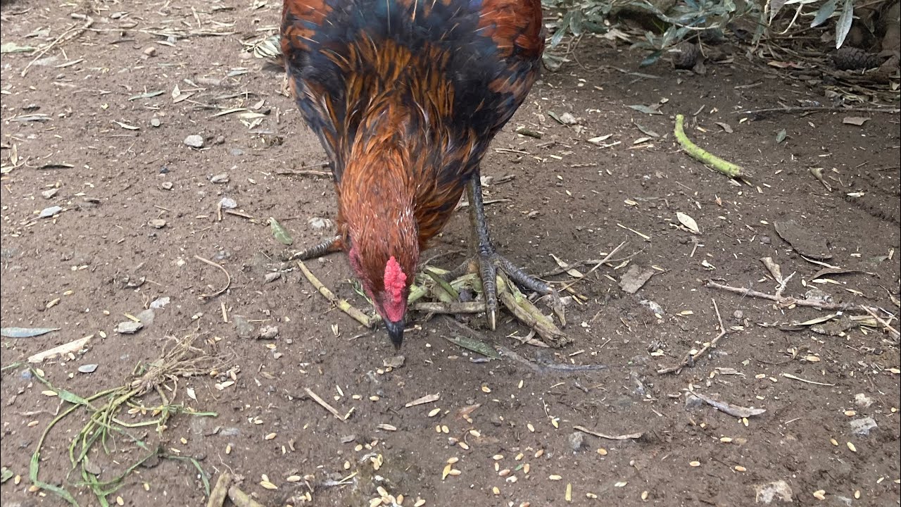 Çiftlik ye yağmur yadı Her günkü işlerden 