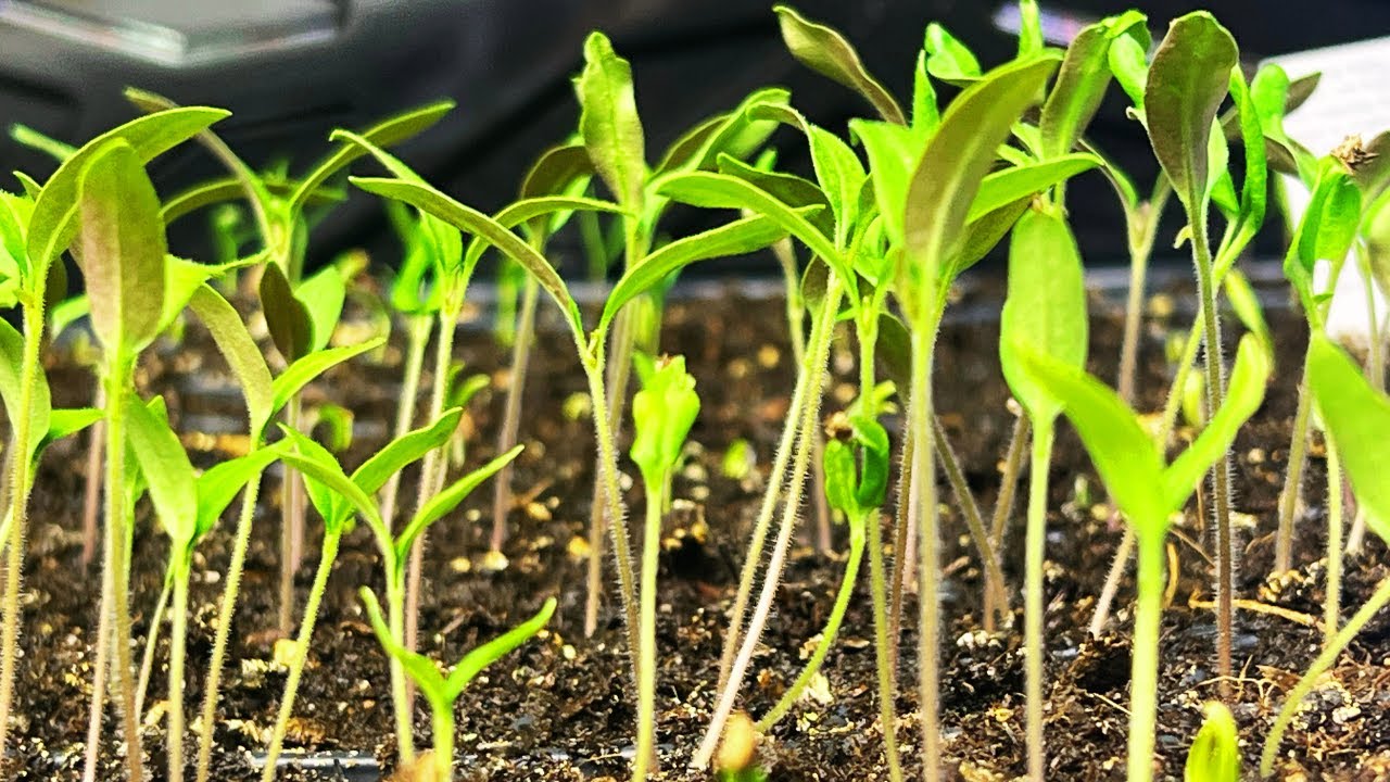 Start Seeds Indoors Like a Pro! (Easy Guide for Beginners)