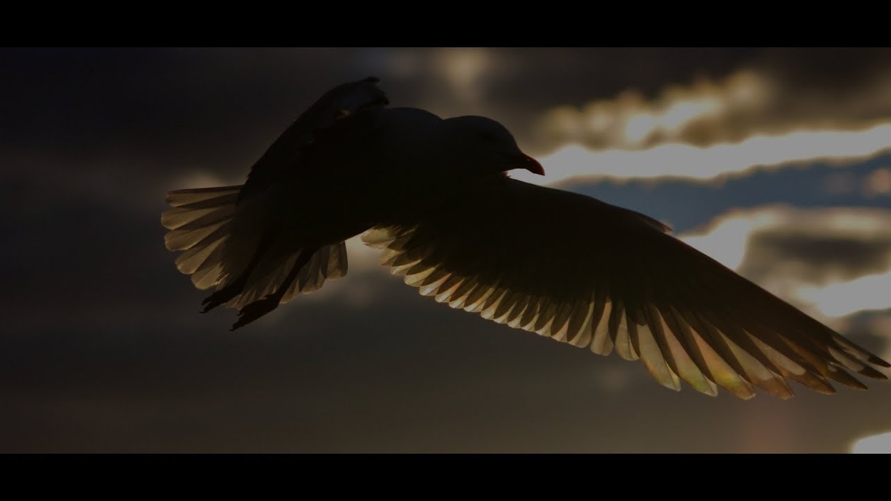 КРЫЛО ЛЮБВИ moadim