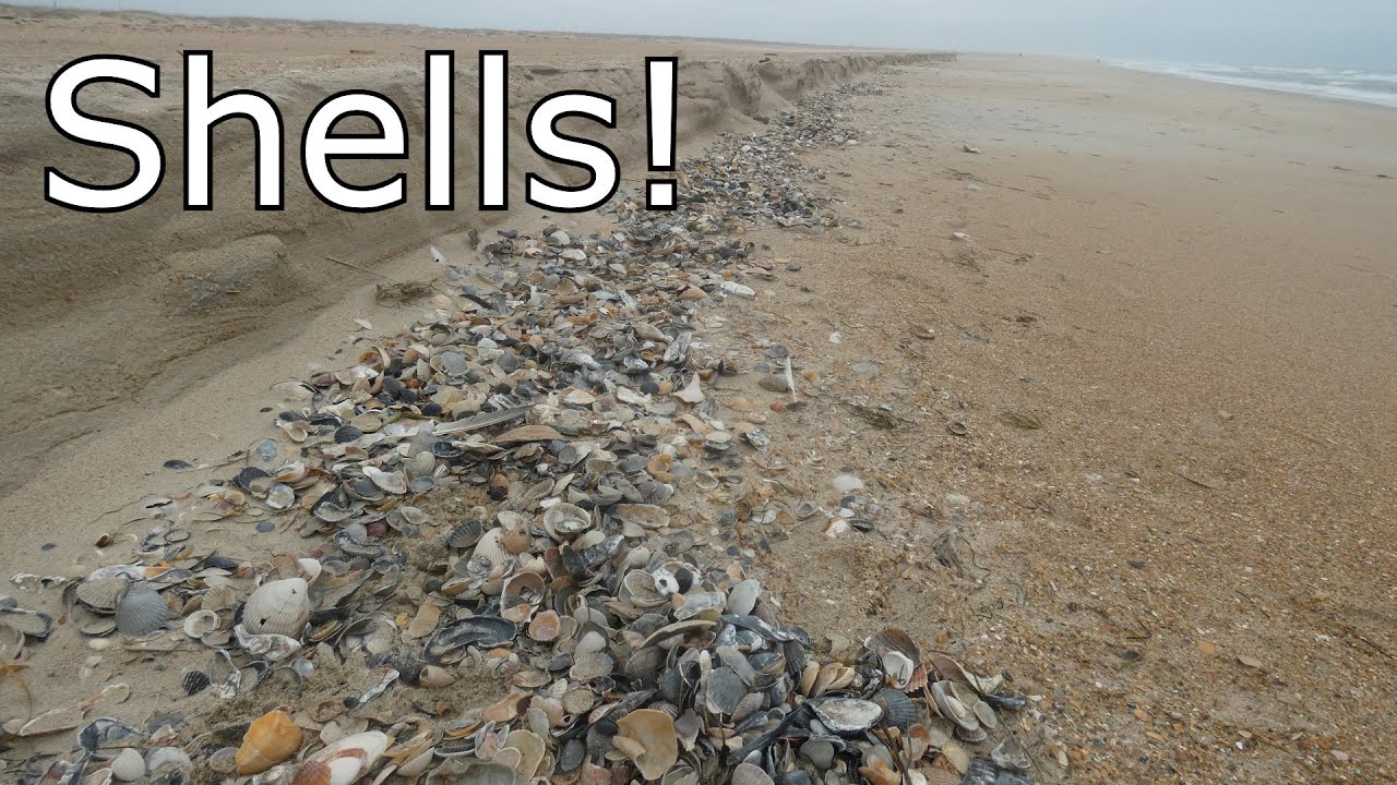 Shelling in the North Carolina Outer Banks!