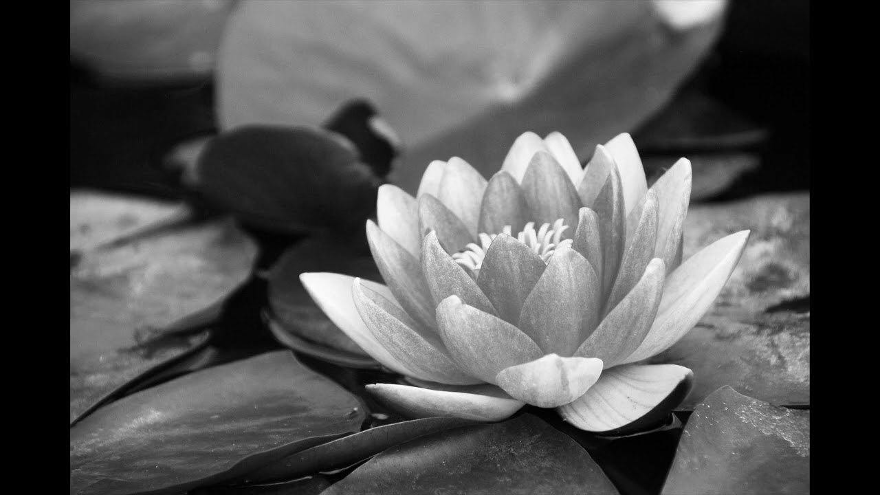 Guided Forgiveness Meditation -How to Meditate -Give up Emotional Blocks - 30min