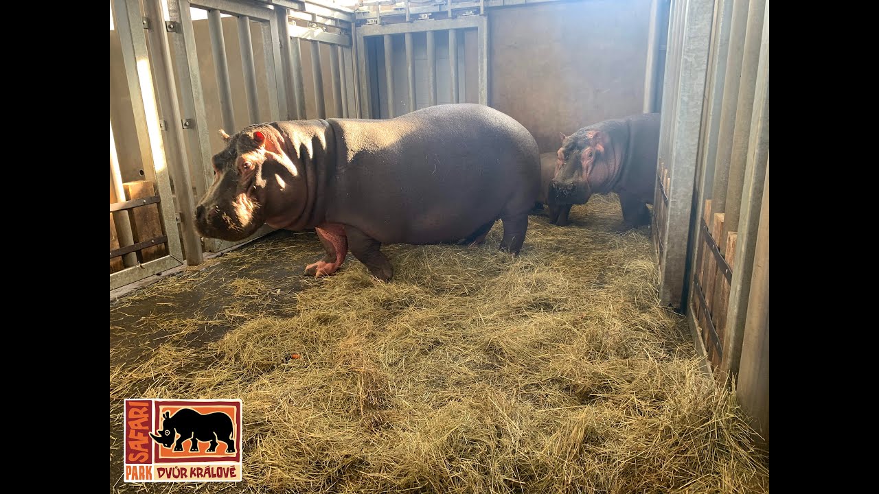 Safari Park Dvůr Králové: Hroši se těší na jarní novinky