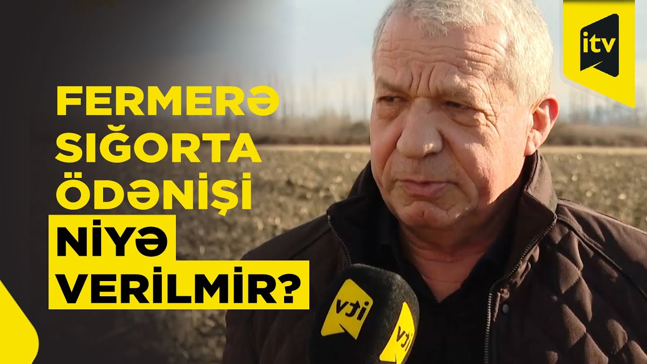 Sığorta məbləği hazırdır, amma təsdiq yoxdur - Balakəndə fermerin üzləşdiyi çətinlik