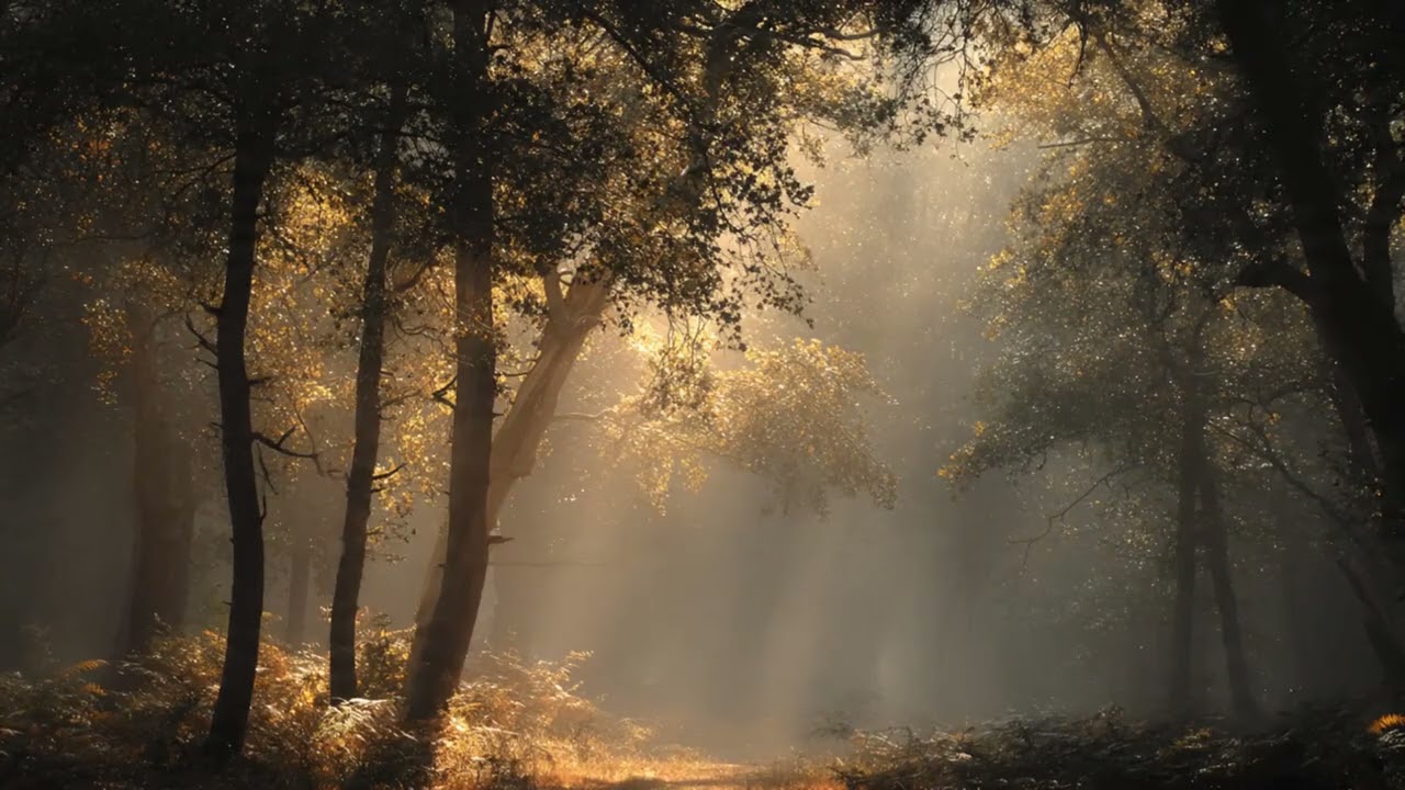 Peaceful Classical Music: Nature's Embrace | Relax, Study, Sleep