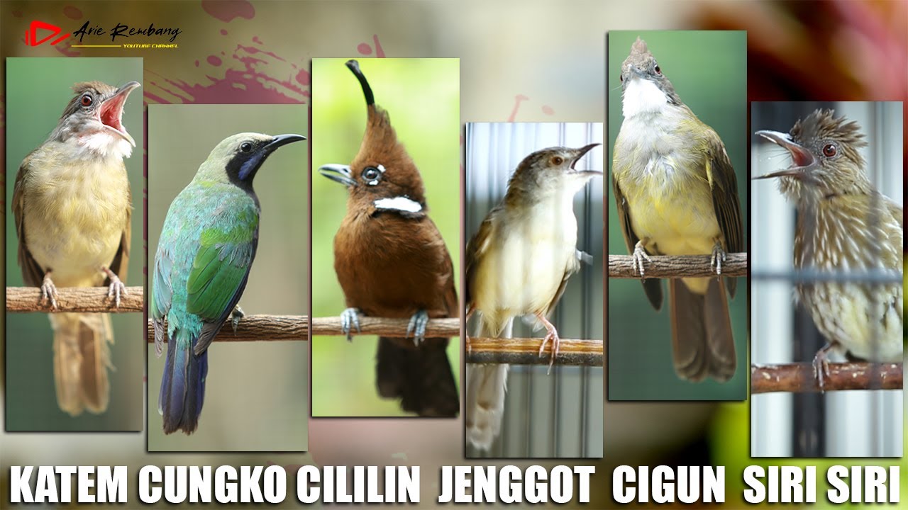 KAPAS TEMBAK _ CUNGKO _ SIRI SIRI _ JENGGOT _ CILILIN _ CIGUN | AUDIO KUALITAS HD | JEDA 15 DETIK