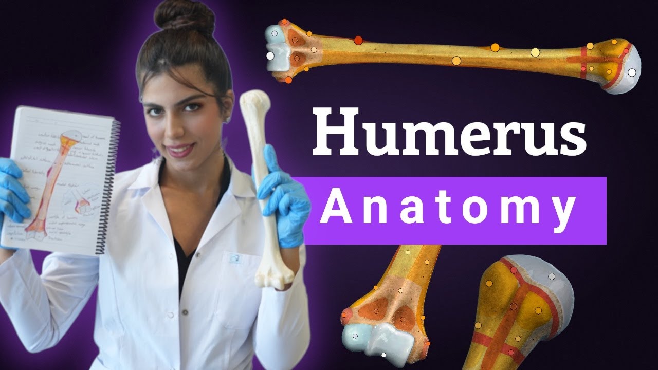 آناتومی استخوان بازو | anatomy of humerus