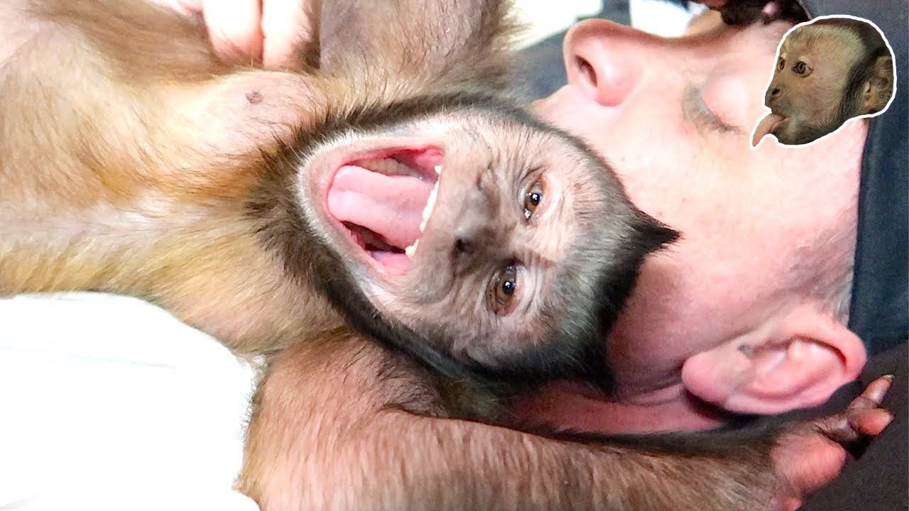 Capuchin Monkey LOVES His Human!