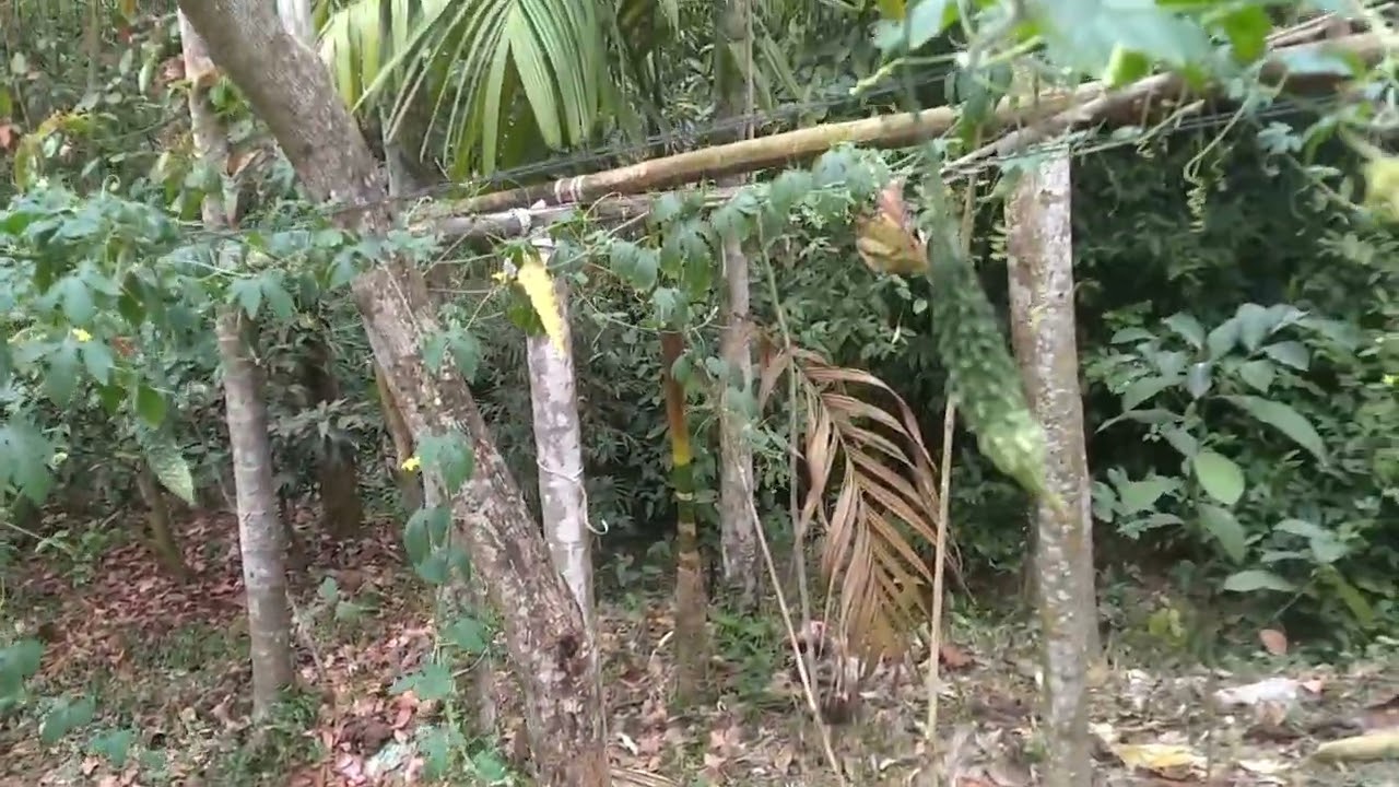 করলাতে ফল ধরতে শুরু করেছে