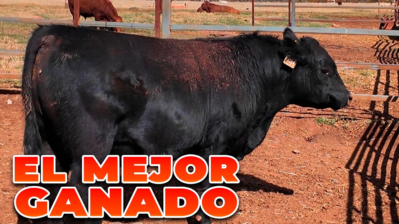CRIAMOS GANADO ÚNICO EN EL MUNDO | Mezquite Genética | Rancho Cinco Talentos | Jalisco