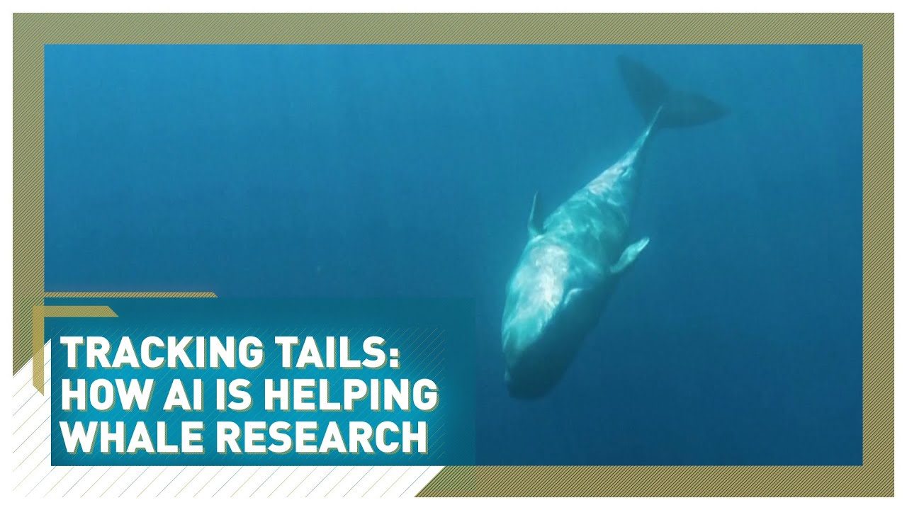 How artificial intelligence is helping to track whales in the Atlantic