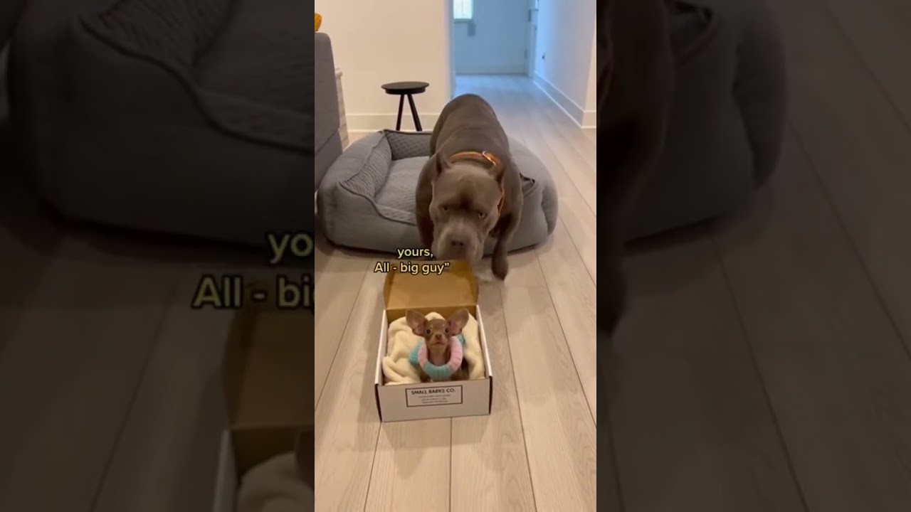 When the tiny dog pulls a big prank! 😂🐶 #DogPranks #Chihuahua #CaneCorso #PetComedy #ViralPets_2025-
