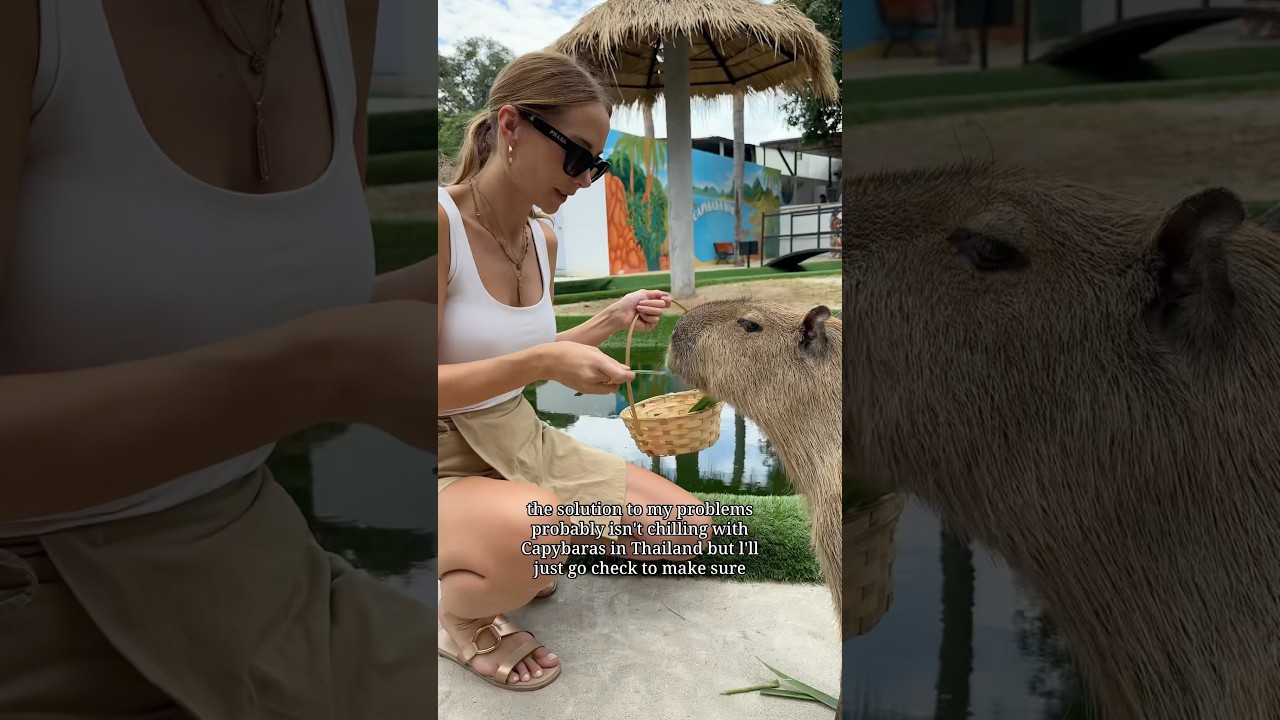 The CUTEST place in all Thailand 🇹🇭 capybara cafe in koh samui #capybara #capybaracafe #thailand
