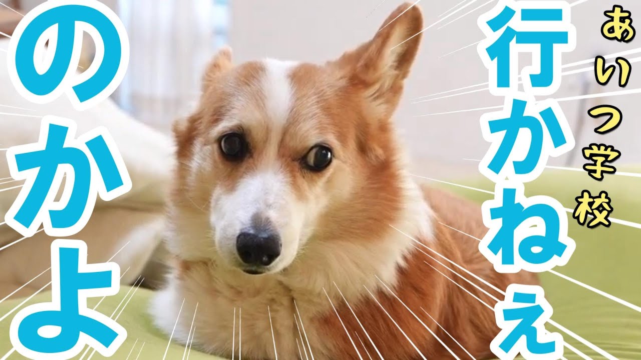 【学級閉鎖】学校に行かないお姉を心配するお母さんタイプのコーギー犬