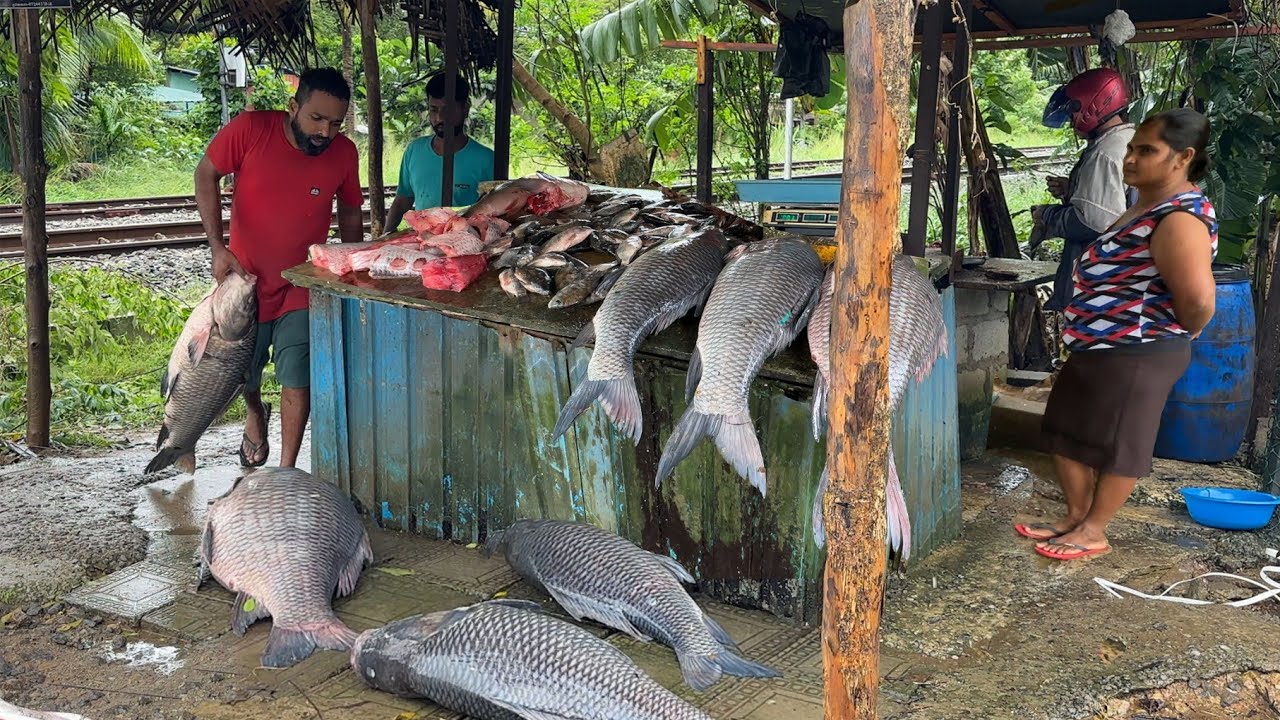 60kg Monster Catla Fish Caught from the Flooded River| Villagers Run Through the Rain toBuy It Fresh