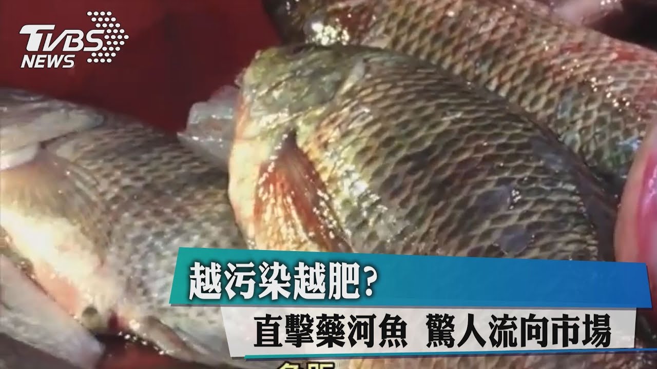 越污染越肥？直擊藥河魚　驚人流向市場