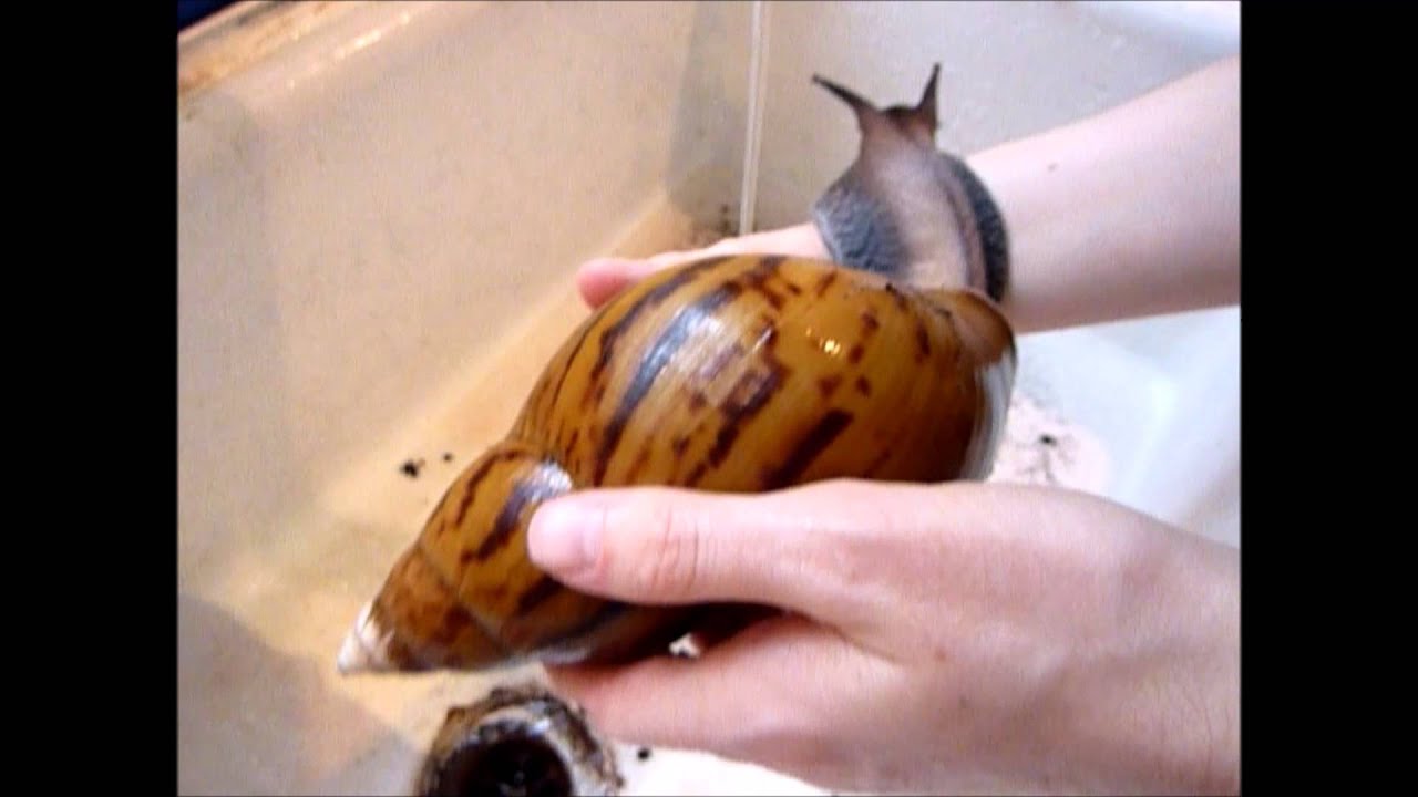 Peter Snail having a bath and foot rub