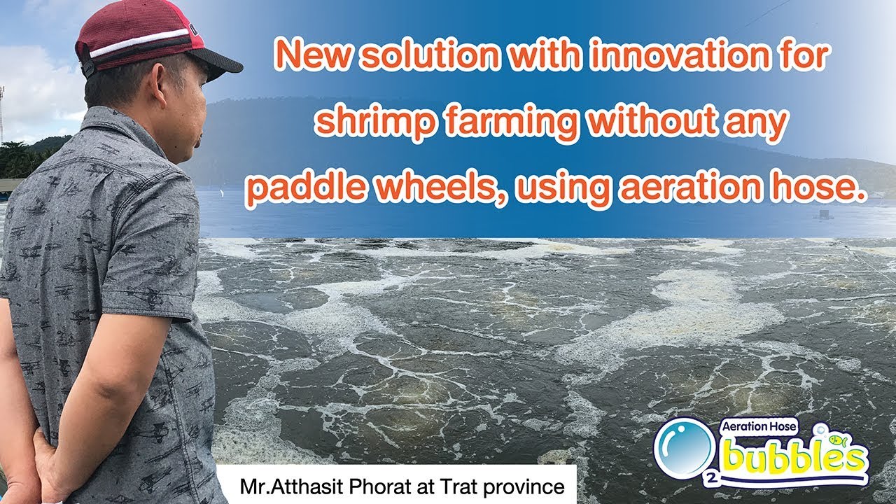 New solution with innovation for shrimp farming without any paddle wheels, using aeration hose.