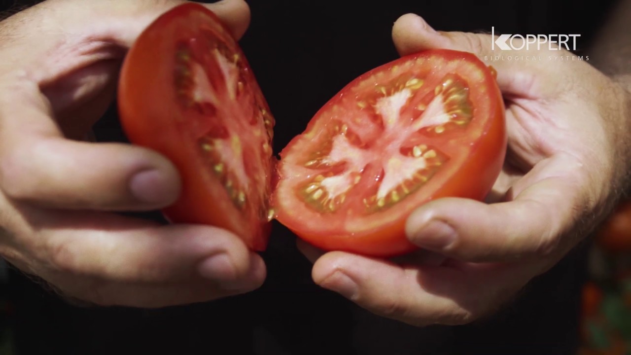 Pollination of beef tomatoes with Koppert bumblebees