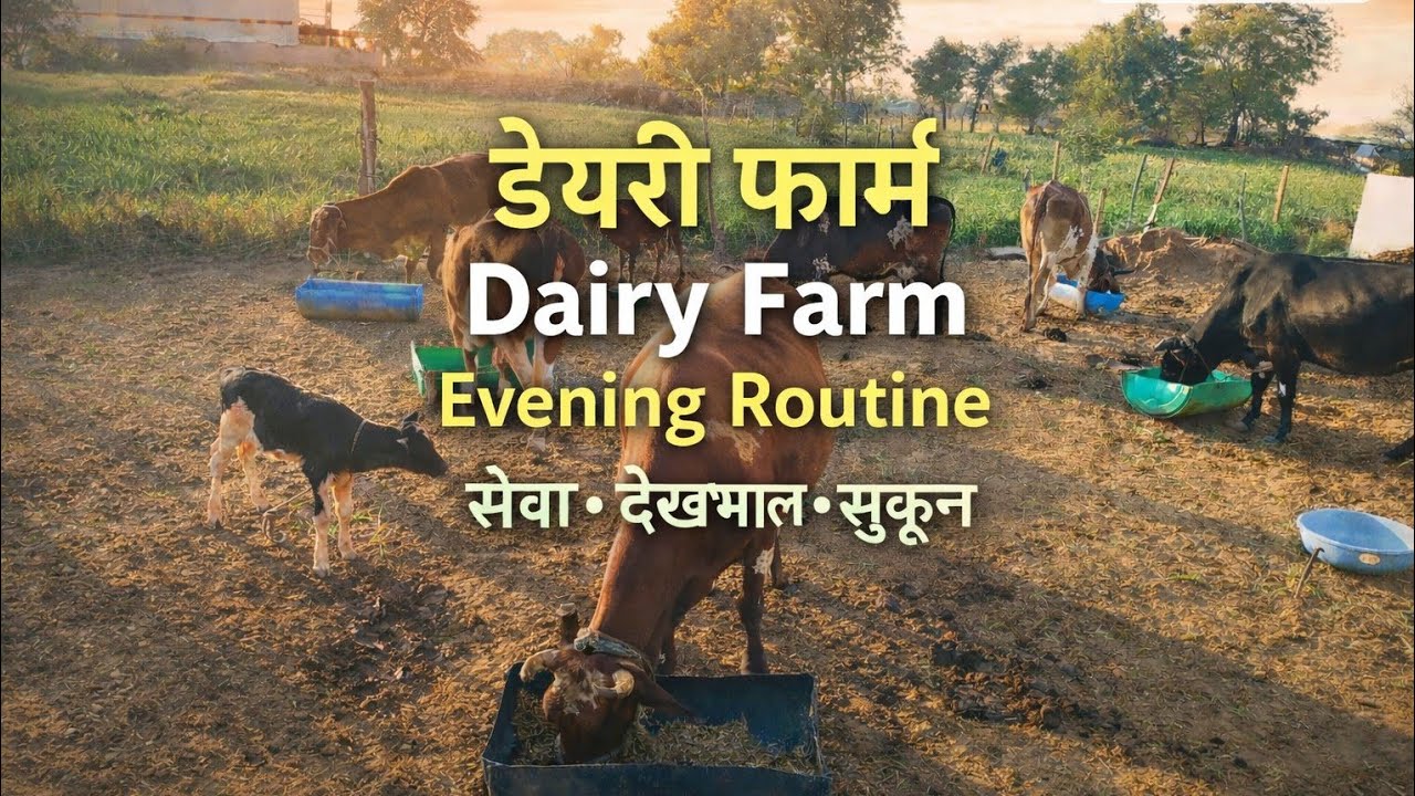 dairy farm Live