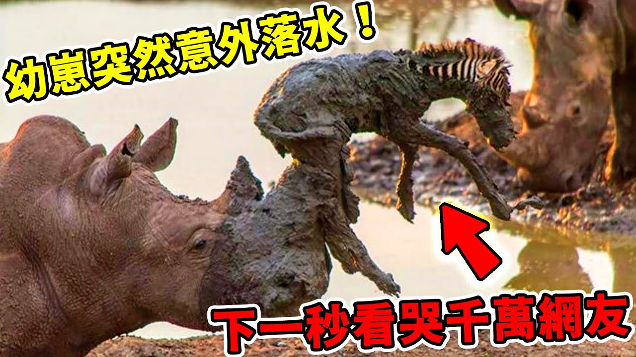 全球最感人動物互助瞬間，小狗下水 救松鼠，貓頭鷹給貓咪當媽媽，第一名人類當眾下跪，所有人都淚崩了！