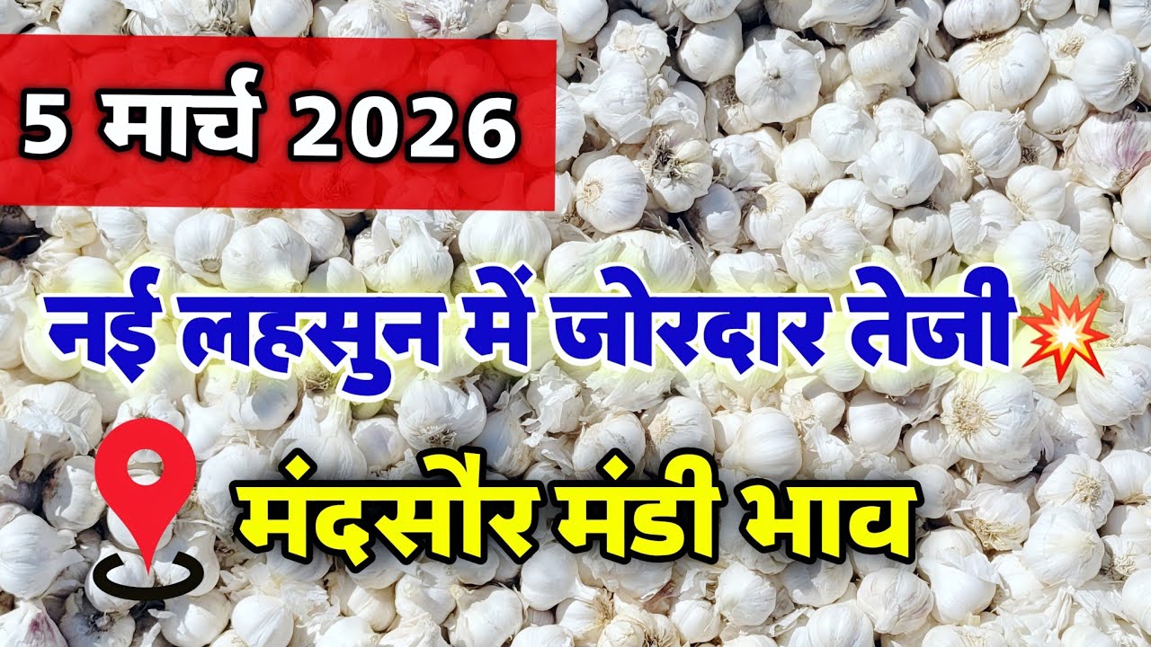 नई लहसुन का भाव मंदसौर मंडी 5 मार्च 2026 | ooty lahsun | New Garlic Rate #mandsaur_mandi_bhav