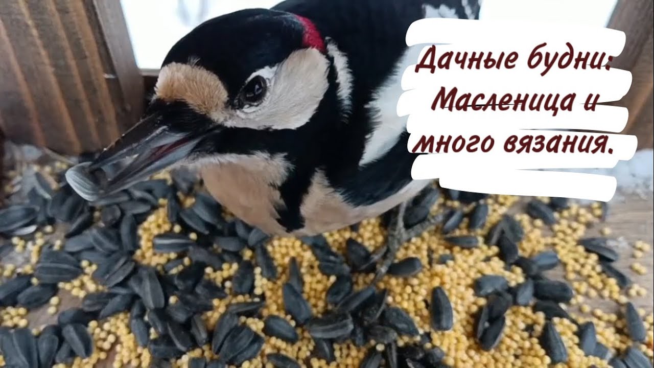 Дачные будни : Масленица и много вязания.