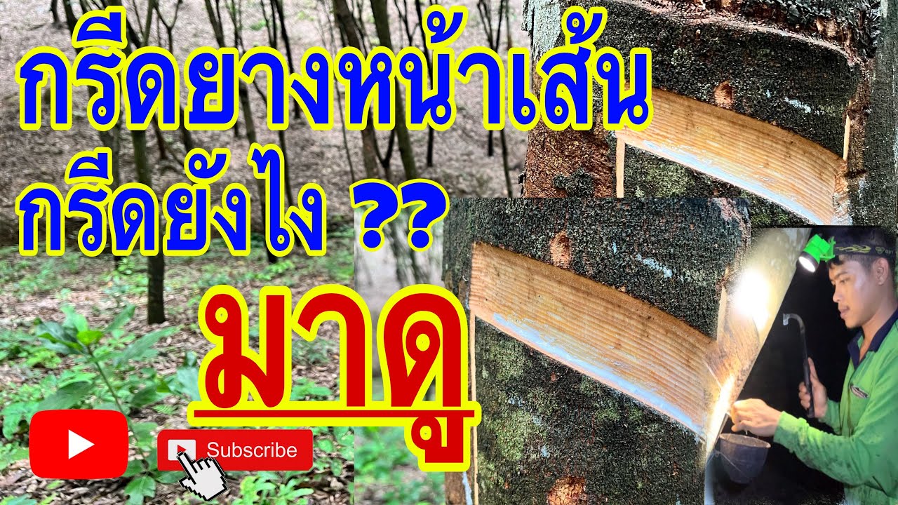 วิธีกรีดยางหน้าเส้น สำหรับผู้ที่สนใจจะกรีดหน้าเส้น #กรีดยางพารา #ตัดยาง #มีดกรีดยาง #ต้นยาง #youtube