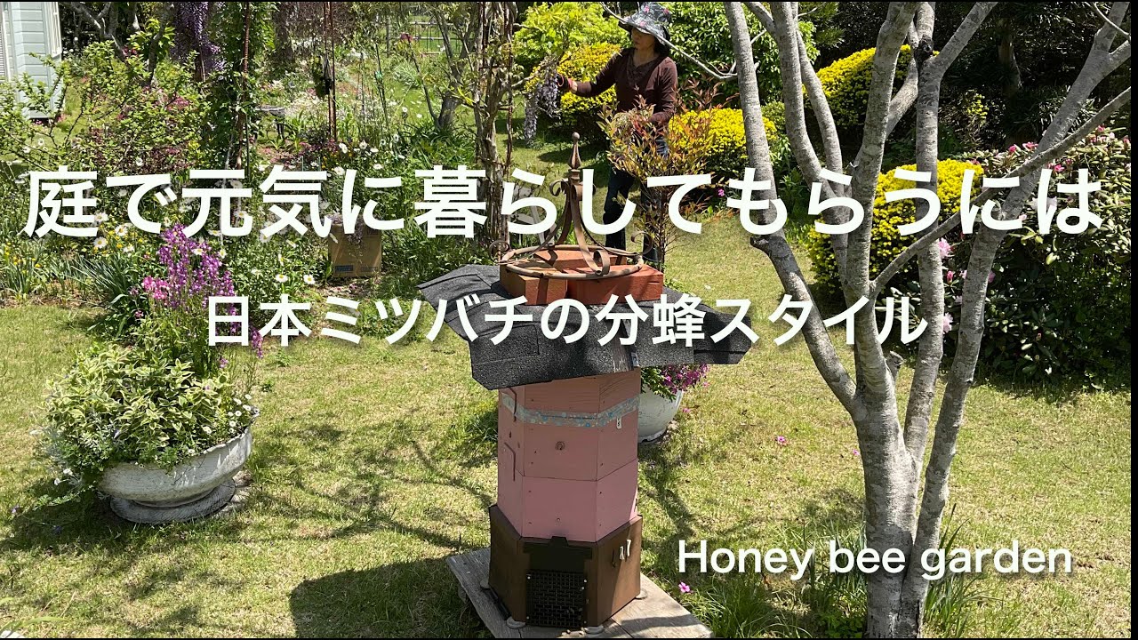 庭で元気に暮らしてもらうには　日本ミツバチの分蜂スタイル　honey bee garden