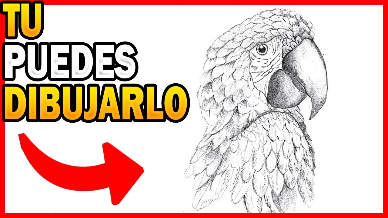 🥇 CÓMO DIBUJAR un LORO REALISTA paso a paso a lápiz ✅ DIBUJO DE UN LORO VERDE FÁCIL