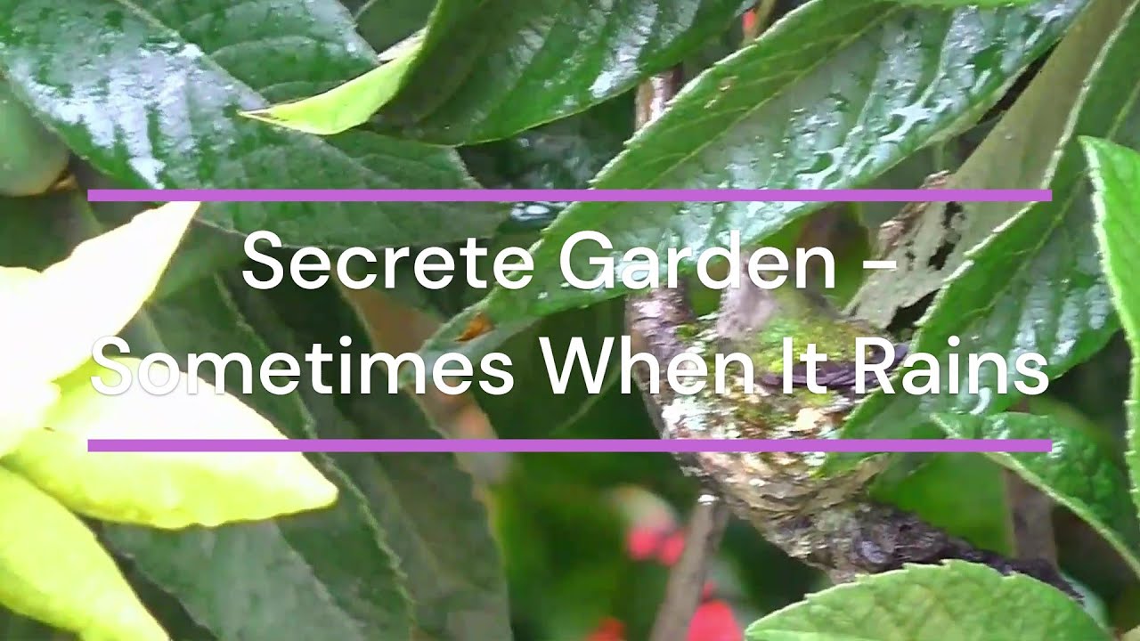 Secrete Garden - Sometimes when it rains， with beautiful hummingbird in the rain. ”下雨时节“配上雨中蜂鸟的精美画面。