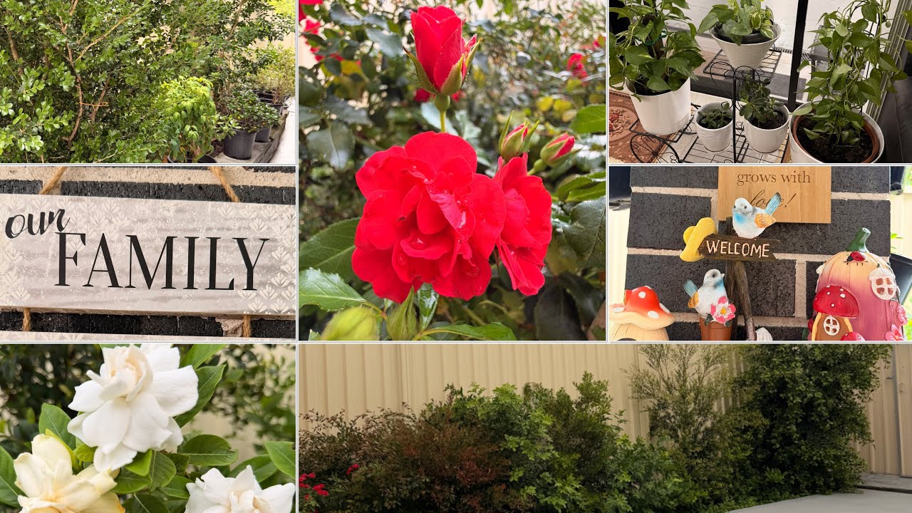My backyard Plants after One year #homegrown #plantslover #repotting #gardening #home ❤️ 