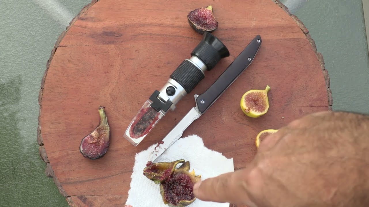 Very sweet fig Strawberry Verte, brix 43.5 - July 26, 2024