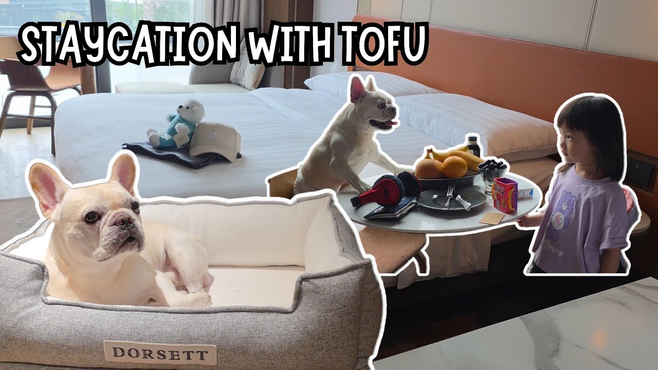 Tofu’s Staycation - Day 1🐶✨(Hooman Sis came too!)