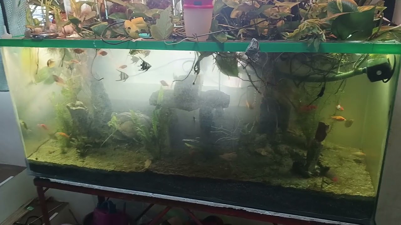 Day 18: No water change challenge ( ay goodafternoon dapat 😅just a normal happy day for the fishes)