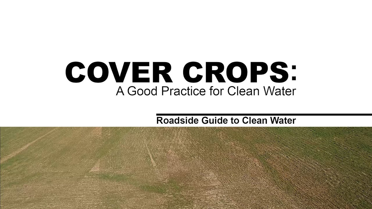 Cover Crops: A Good Practice for Clean Water