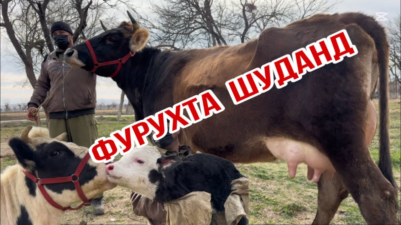 МОЛХОИ АКАИ РУСТАМ 7-САР МОЛХОИ ОЧА БАЧА 8 февраля 2026 г.