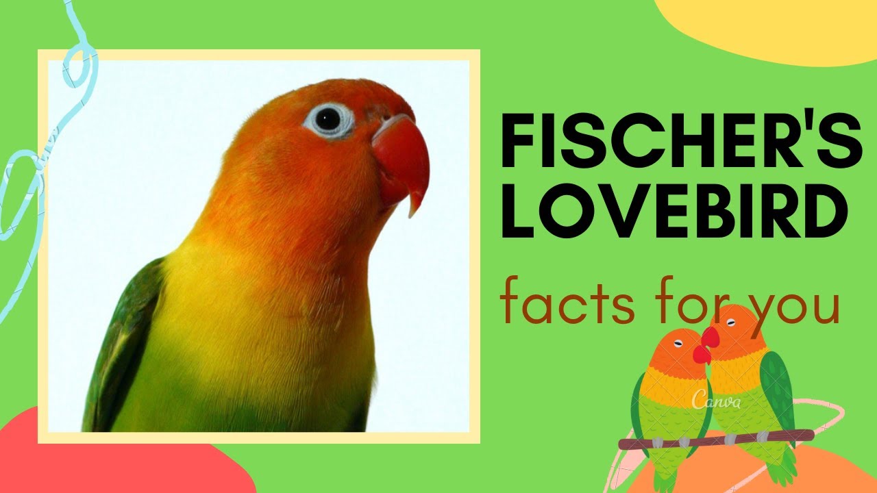 Fischer's Lovebird facts 🦜 small parrot species 🦜