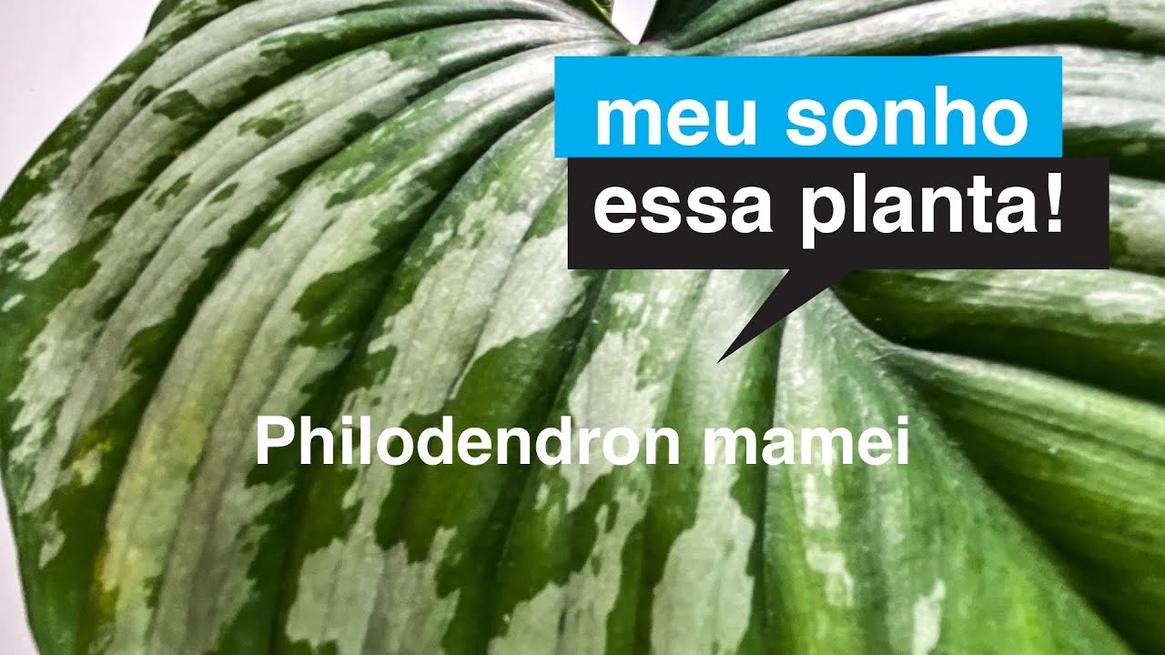 Philodendron mamei | Meu Sonho Essa Planta | Flay