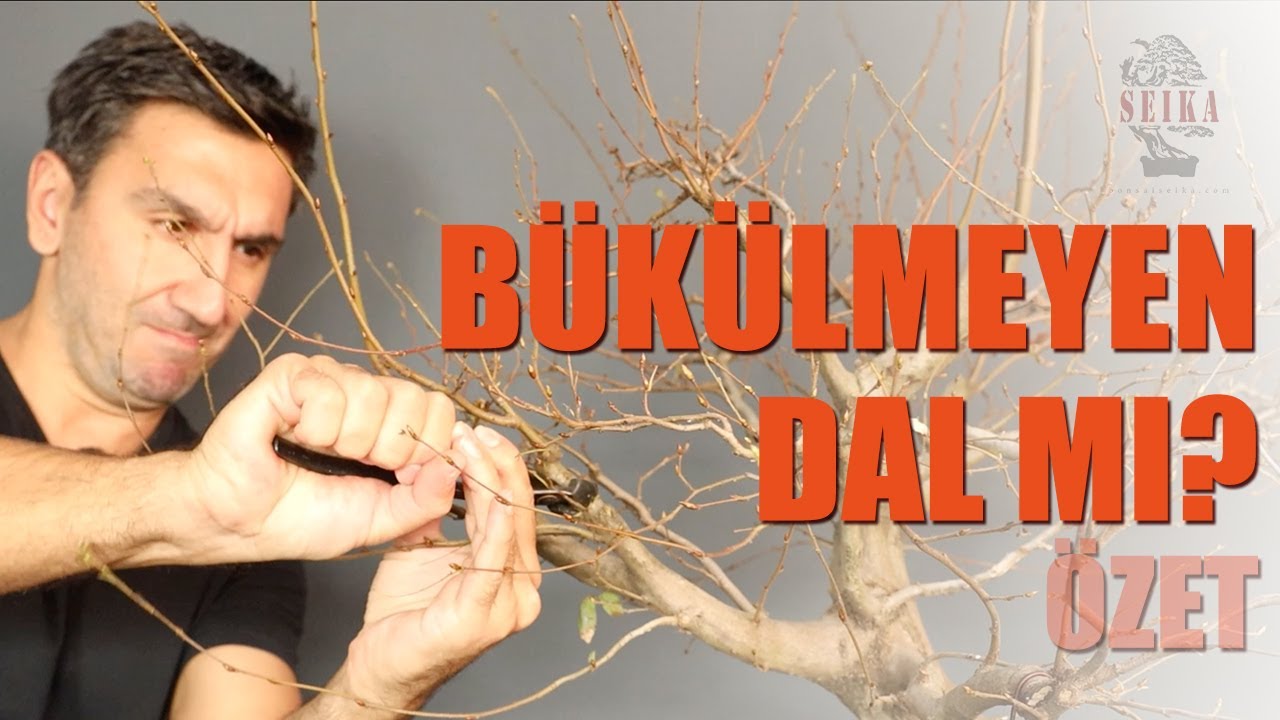 Yamadori Gürgende Ana Dalların Konumlandırılması - ÖZET
